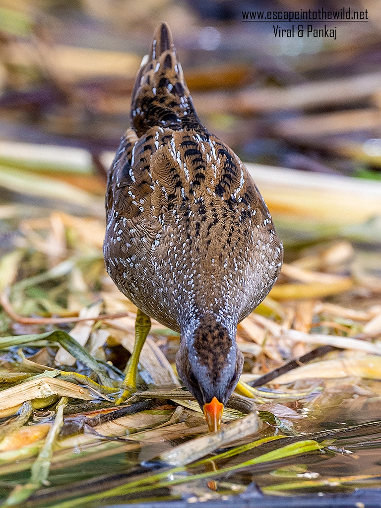 Spotted Crake